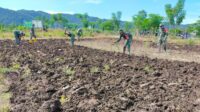 Dukung Swasembada Pangan, Koramil Luwuk Motivasi Para Petani