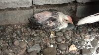 Keluhan Bantuan Ternak Ayam, Kades Bungkam Kadis PMD Bicara