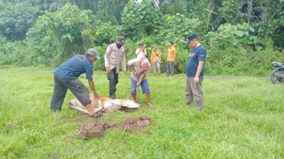 Ternak Sapi Milik Warga Terkena Virus PMK Dimusnahkan