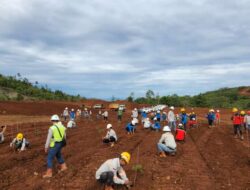 PT KFM Tanami Ratusan Bibit Sangon Dilokasi Reklamasi