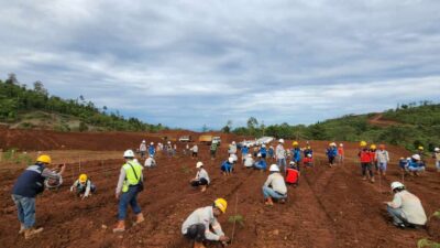 PT KFM Tanami Ratusan Bibit Sangon Dilokasi Reklamasi