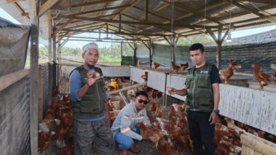 Binaan PT KFM Pada Kelompok Peternak Ayam Petelur Kini Telah Panen