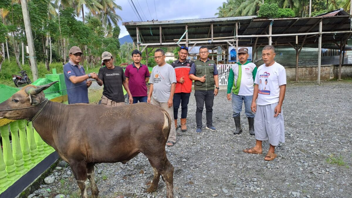 Sapi Qurban