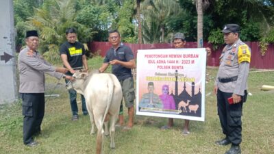 Idul Adha 1444 Hijriyah : Polsek Bunta Sembelih Satu Ekor Sapi Qurban