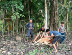 Kepekaan PKM Balantak Qurban 2 Ekor Sapi di Momentum Idul Adha 1444 Hijriyah, Kapus : Sisihkan Harta Kita Bagi Mereka Yang Membutuhkan