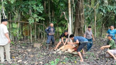 Kepekaan PKM Balantak Qurban 2 Ekor Sapi di Momentum Idul Adha 1444 Hijriyah, Kapus : Sisihkan Harta Kita Bagi Mereka Yang Membutuhkan