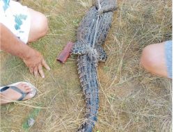 Warga Temukan Buaya di Sungai Pongian