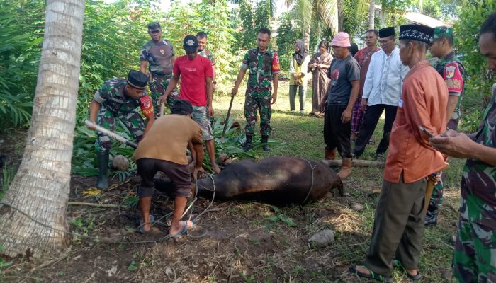 Koramil 1308-02 Bunta Bagikan Daging Sapi Qurban Pada Warga dan Anggota, Danramil : Terima Kasih PT KFM Telah Mempercayakan Kelola Hewan Qurban