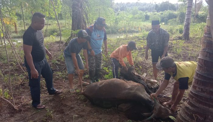 Idul Adha 1445 Hijriah, Kantor UPP Kelas III Bunta Sembelih 2 Ekor Sapi Qurban Termasuk Sapi Qurban dari Perusahaan “Terima Kasih PT KFM”