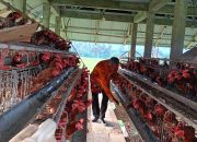 Bantuan Program SJSP Ayam Petelur Sentuh Pesantren Lemah Abang Toili Barat Omset Penjualan Telur Perhari Capai Rp 750 Ribu