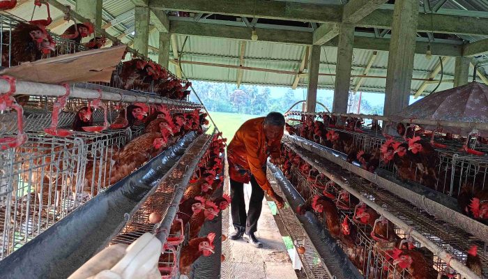 Bantuan Program SJSP Ayam Petelur Sentuh Pesantren Lemah Abang Toili Barat Omset Penjualan Telur Perhari Capai Rp 750 Ribu