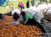 Program Comdev PT KFM Tingkatkan Perekonomian Petani Jagung Binaan, Kualitas Produksi Panen Terus Meningkat