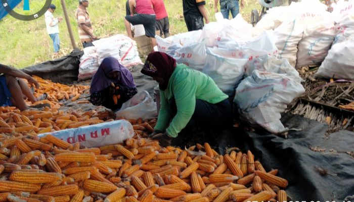 Program Comdev PT KFM Tingkatkan Perekonomian Petani Jagung Binaan, Kualitas Produksi Panen Terus Meningkat