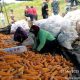 Program Comdev PT KFM Tingkatkan Perekonomian Petani Jagung Binaan, Kualitas Produksi Panen Terus Meningkat