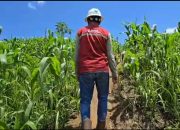 Produksi Panen Jagung Petani Dampingan PT KFM Terus Meningkat, Najmi Alrmadhan : Petani dan Tambang Mesti Jalan Bersama