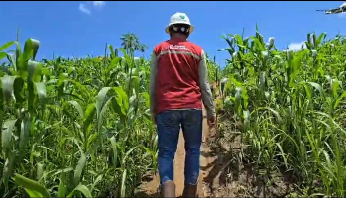 Produksi Panen Jagung Petani Dampingan PT KFM Terus Meningkat, Najmi Alrmadhan : Petani dan Tambang Mesti Jalan Bersama