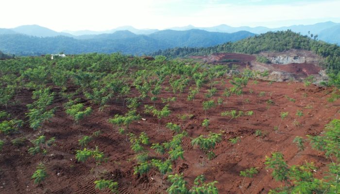 Komitmen PT KFM Jaga dan Lestarikan Lingkungan Ribuan Pohon Menghijau di Lahan Pasca Tambang