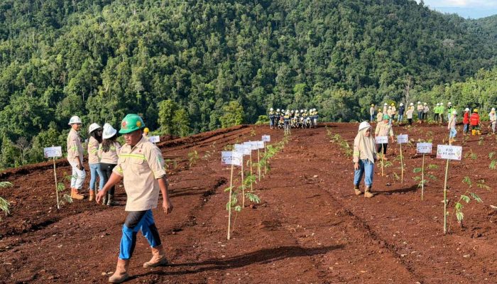 Gerakan Penanaman Pohon di Lahan Pasca Tambang Jadi Tradisi dan Budaya PT KFM Lestarikan Ekosistem Alam