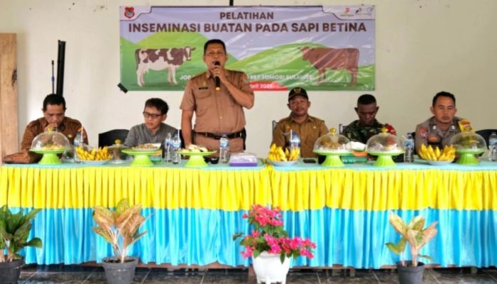 Inseminasi Buatan Sapi Ternak Kolaborasi Pemda Banggai dan JOB Tomori Membantu Pelaku Usaha