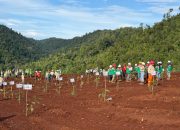 Penghujung Tahun 2025 PT KFM Tuntaskan Penghijauan Lahan Bekas Tambang, SHE : Target RKAB Terpenuhi