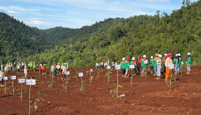 Penghujung Tahun 2025 PT KFM Tuntaskan Penghijauan Lahan Bekas Tambang, SHE : Target RKAB Terpenuhi
