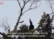 Standar Konservasi Yang Baik Puluhan Spesies Burung Huni Kawasan Hutan Sekitar Lahan Tambang