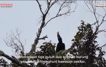 Standar Konservasi Yang Baik Puluhan Spesies Burung Huni Kawasan Hutan Sekitar Lahan Tambang