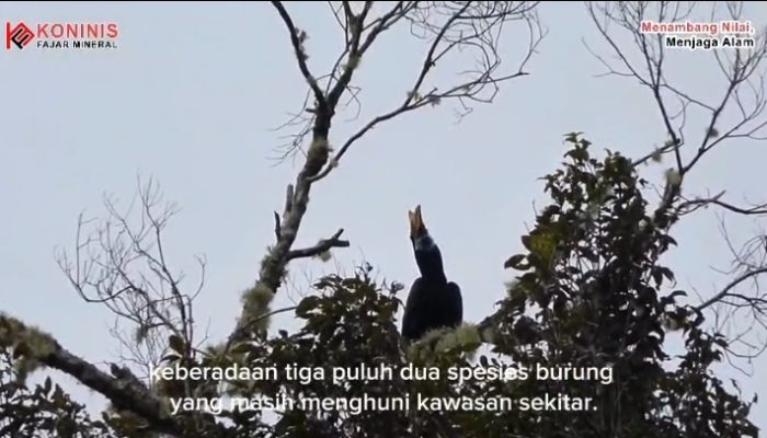 Standar Konservasi Yang Baik Puluhan Spesies Burung Huni Kawasan Hutan Sekitar Lahan Tambang