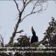 Standar Konservasi Yang Baik Puluhan Spesies Burung Huni Kawasan Hutan Sekitar Lahan Tambang
