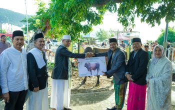 Sapi Qurban