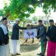 Presiden Prabowo Sumbang Sapi Qurban Bobot 850 kg, Plt Kadisnakeswan Banggai : Sehat dan Layak Konsumsi