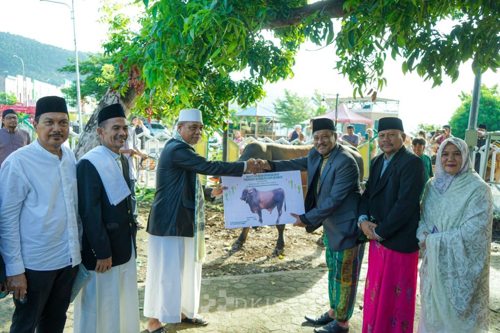 Sapi Qurban