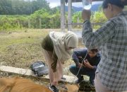 Simak ! Manfaat Program Disnakeswan Banggai Lewat Inovasi Mantri Hewan Keliling