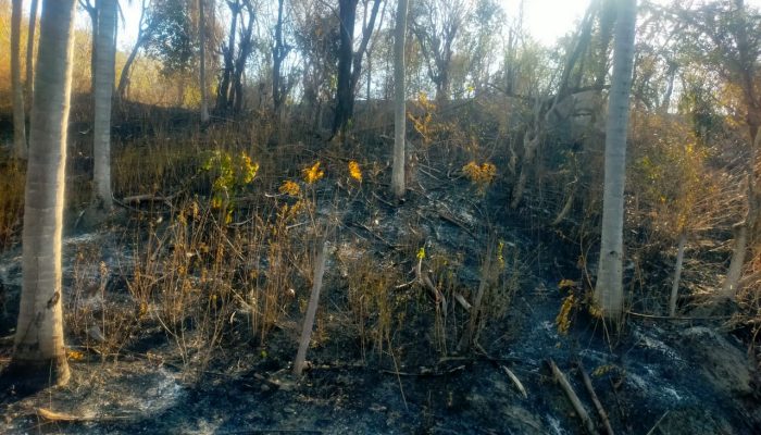 Kemarau dan Angin “Baleba” Picu Karhutla, Kades Huhak : 2 Hari 1 Malam Terbakar Hebat Api Baru Padam Senin Dini Hari 50 Hektar Ludes Terbakar